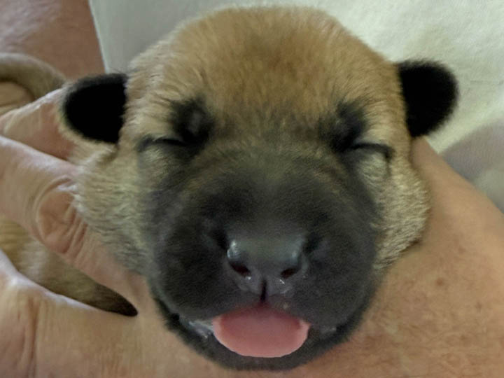 chinook puppy